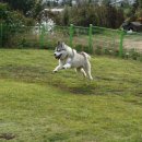 제이 애견 호텔 이미지