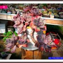 오늘은봄날 이미지