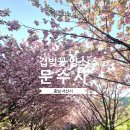 (주)고려비엔피 | 충남 서산 겹벚꽃 명소 문수사 지금이 절정 겹벚꽃 터널 다녀온 후기