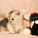 부산고양이분양 퍼스트캣 부산점 이미지