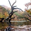 고목나무 이미지