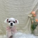 도루몽실 이미지