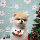 그루멍(groomung) 이미지