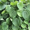 하늘마 효능 먹는법 열매마 먹는방법 부작용 이미지