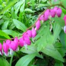 옛집멸치국수 이미지