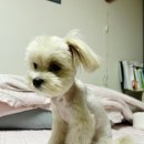 애니멀 살롱 네이버블로그