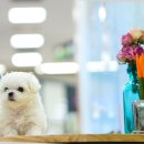 구산동강아지 이미지