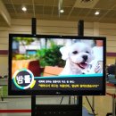 다시 보는 추억의 명장면 - 2019년 팅커벨 유기견 축구대회 이미지