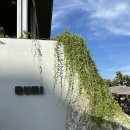 피노이레스토랑 | [ 세부(5) ] 동굴 속에 레스토랑이?! | 부히바 Buhi Cave Bar