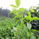 호두나무 이미지