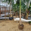 힐링정원 | 가평 실내 정원 서울 근교 가볼만한 곳, 베고니아새정원 힐링 후기