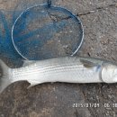 어항단지로 이미지