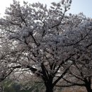 조천변 벚꽃길 이미지