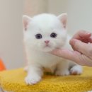 광주강아지분양 고양이분양 미유펫 본점 이미지