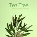 코지시엘 이미지