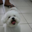 슈슈퍼피 이미지