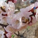 살구꽃가든 이미지