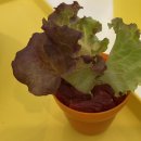 베리베리굿수 이미지