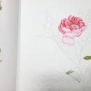 아름다운 꽃 그림 보타니컬아트 이미지