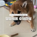 댕댕타임 | 댕댕셰프 강아지수제간식 맞춤형간식 부드러운간식 선물 종류별 후기