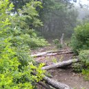 밤재 등산로 이미지