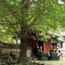 철원목장 이미지