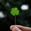 네잎클로버 이미지