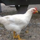 꼬꼬네농장 이미지