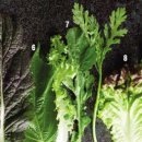 다양한 요리로 활용 가능한 대표 잎채소 10가지 이미지