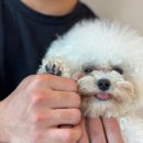 부산애견호텔 애견유치원 맘바이 부산북구점 이미지