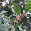 만두나무 이미지