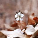 울산 옥녀봉-용바위.. 황토전 변산바람꽃... 이미지