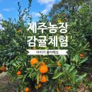 농장 | 제주 농장 체험 추천 아이와 함께 다녀온 애월 감귤농장 후기