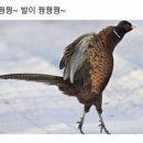 블랙버니