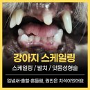 이상동물병원 | 강아지 스케일링｜과천 중앙동동물병원 꼬모 후기