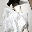 예담 세탁 이미지