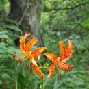 플룻 (연주자) 이미지