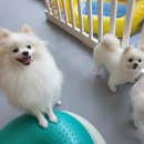 마인드몽 유치원 | 마인드몽 애견유치원/애견호텔/애견미용/데이케어 호텔링만족스러운 후기