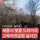고복자연공원 수변 길 | 핑크빛으로 물든 세종의 봄 '고복자연공원' 벚꽃 드라이브(임보름 기자)