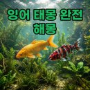 빛을부르다 미래 | 잉어 태몽, 황금 비단 잉어 꿈 해몽과 성별 의미