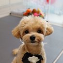 티거야 사랑해 초곡점 이미지