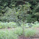 돌배농원 이미지