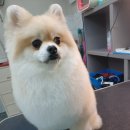 견생스타일 이미지