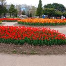 유림 | 대전 튤립 명소 유림공원 다녀온 후기