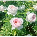 blog.naver.com마음판에 새기기 개도 잔소리한다 권오삼 / 썸머 레이디2026.06.13 이미지