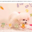 진애견 | 우리 집 퍼피가 편안해진 핫도그 일산 애견유치원 후기