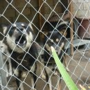 형수농장 이미지