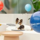 댕댕식당 이미지