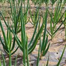 동해종묘사 이미지