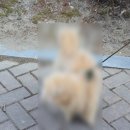 굿데이점핑